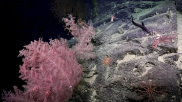 У берегов Австралии ученые обнаружили глубоководные "коралловые сады"