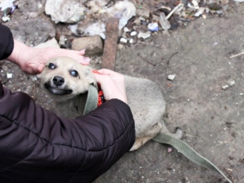 В Вольногорске спасатели освободили щенка