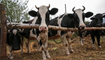 Правительство планирует давать по 5 тысяч на корову по программе поддержки фермеров