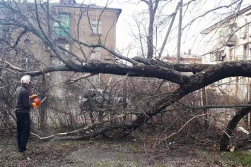 В Мариуполе 15-ое дерево угрожало детям,- ФОТО