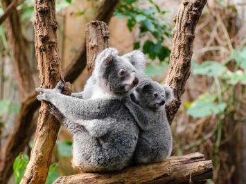 Защитники животных считают, что коалы в Автралии под угрозой исчезновения
