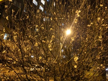 Весне дорогу: в Крыму зацвели деревья (ФОТО)