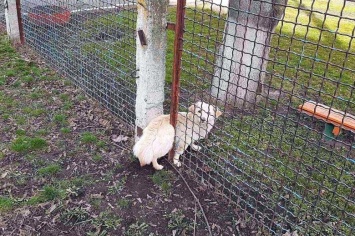 В Днепропетровской области собака застряла в заборе детского сада, - ФОТО