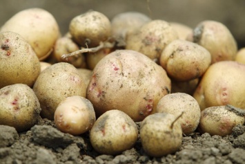 Ранний картофель в Украине может созреть уже в апреле - эксперты