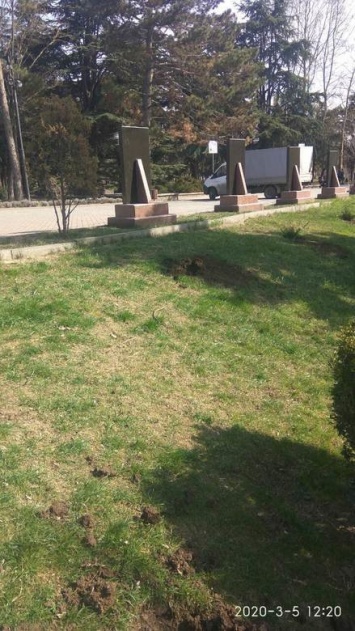 В симферопольском парке украли кусты можжевельника, высаженные на выходных, - ФОТО