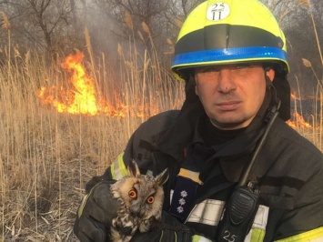 Пугающая статистика: только за сутки на Днепропетровщине горело 60 экосистем