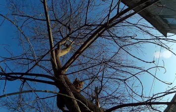 В центре Днепра спасатели помогли напуганному коту спуститься с дерева