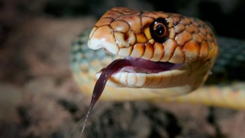 Из-за ранней весны в Днепре активизировались змеи: как уберечься и что делать после укуса