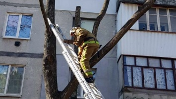 В центре Днепра проводили операцию по спасению пушистого