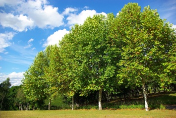 Деревья на миллион: запорожские чиновники явно переоценили стоимость обычных саженцев (ФОТО, ВИДЕО)