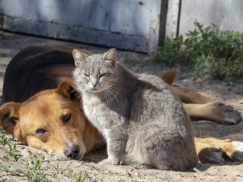 Держала котов и собак на привязи: в Днепре забрали измученных животных (видео)