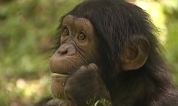 Шимпанзе поцеловал женщину в губы на глазах у ее мужа: забавное видео