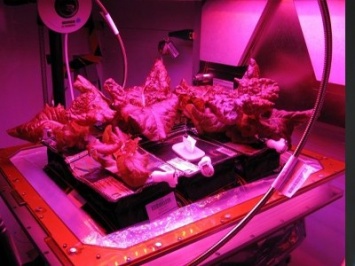 Астронавты вырастили на МКС первый космический салат и съели его