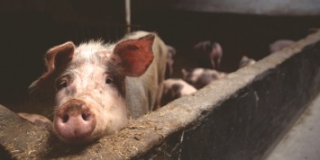 В Китае разработали вакцину от африканской чумы свиней