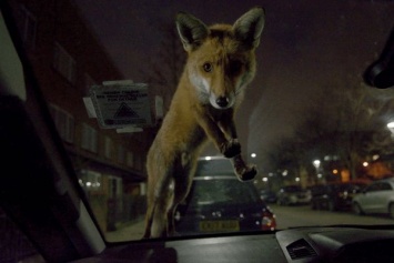 Снимок лисы, забравшейся на автомобиль, стал победителем конкурса Mammal Photographer of the Year