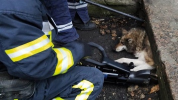 В Кривом Роге вызывали пожарных для спасения животных