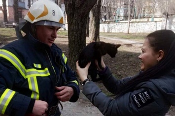Днепровские спасатели достали кота с дерева, - ФОТО