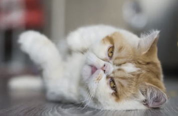 Самые приветливые и любвеобильные: ТОП-5 пород кошек, которые любят обниматься