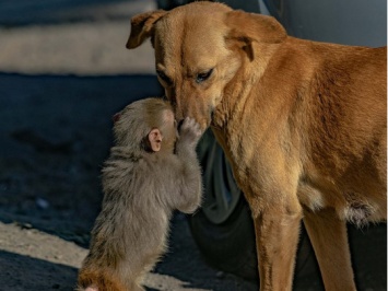 Собака усыновила осиротевшую обезьяну (ФОТО, ВИДЕО)