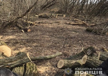 В Верхнеднепровском районе разоблачили преступную группу, которая рубила лес