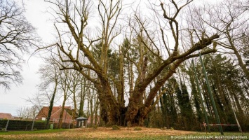 Гигантская древняя липа - национальное природное достояние Германии (фото)