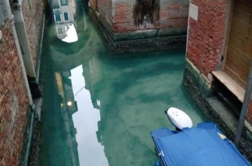 После введения карантина в каналы Венеции вернулись дельфины