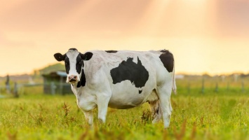 Найден способ уменьшить выработку метана от животных на фермах