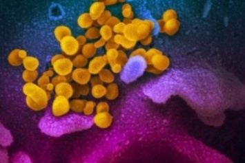 Ученые из Германии совершили прорыв в борьбе с коронавирусом