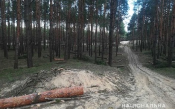 Очередной факт вырубки деревьев на Херсонщине расследуют правоохранители