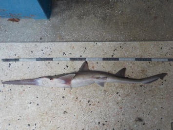 Обнаружено два новых вида акул