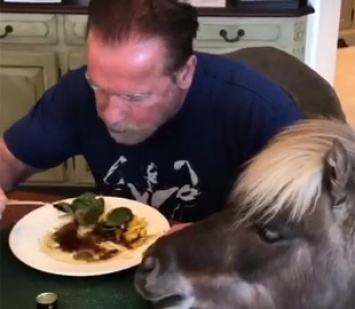Шварценеггер показал, как кормит из своей тарелки осла и пони
