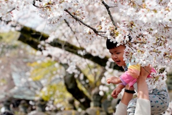 В Японии любуются цветением сакуры (фото)