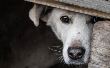 В Северодонецке началась кампания по стерилизации и вакцинации от бешенства бездомных животных