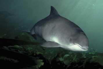 В Мариуполе на море обнаружили мертвого дельфина, - ФОТОФАКТ