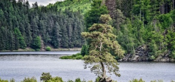 "Европейским деревом года" стала 350-летняя сосна из Чехии (фото)