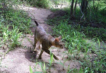 Американские биологи разгадали загадку лесных кошек Мадагаскара