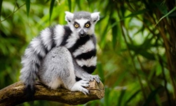 В бердянском зоопарке пополнение: на свет появился экзотический зверь (ВИДЕО)