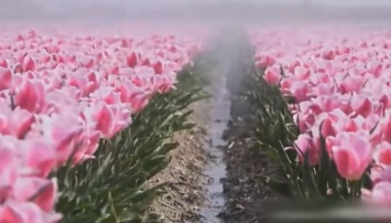 Женское сердце не вынесет: в Нидерландах показали, что делают с цветами, смотреть невозможно. Фото