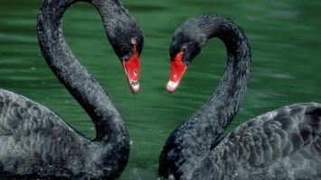 В Николаеве черные лебеди в ожидании птенцов усилили охрану