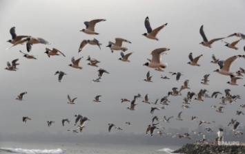 Карантин в столице Перу: на побережье вернулись птицы и морские животные (фото)