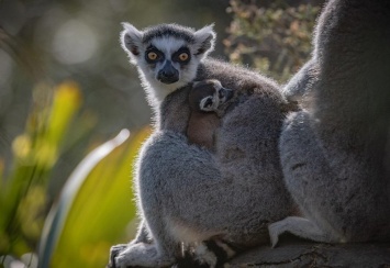 В английском зоопарке Честера родились лемуры-близняшки (фото)