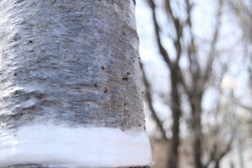 В Бердянске на деревьях устанавливают ловушки для паразитов (ФОТО)