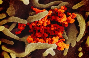 Ученые определили "любимую" температуру коронавируса