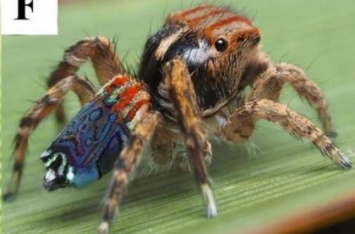 В Австралии нашли восемь новых видов пауков-скакунчиков