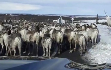 Пробка на трассе из стада оленей попала на видео