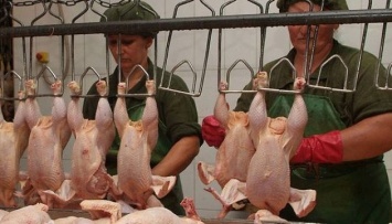 Ряд стран сняли ограничения на экспорт птицы из Украины