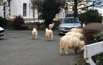 В Уэльсе стадо коз заполонило опустевший город
