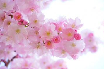 Ароматная весна: в Запорожье вовсю цветет сакура (ФОТО)