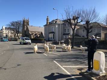 Пока жители курортного городка в Уэльсе сидят на карантине, улицы оккупировали дикие козы. Фото и видео