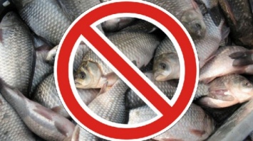 С 1 апреля в николаевских водах начался нерестовый запрет на вылов рыбы